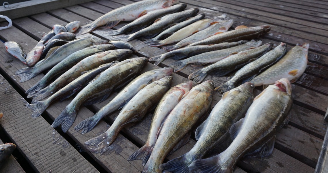 Рыбалка на Рыбинке — отличный отдых для всей семьи 5